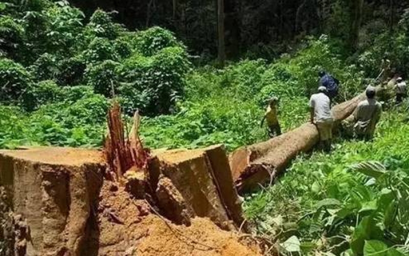 ��黨�棨�����̴���𲽳�Ϊ��ľ�Ҿߵġ�����������